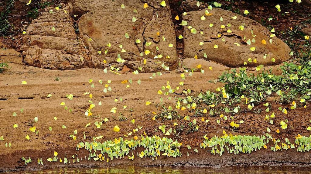 Posada Del Chaman Iguazu Пуэрто-Игуасу Экстерьер фото