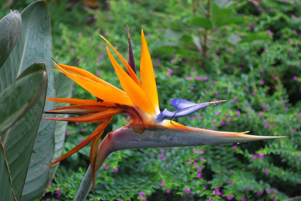 Posada Del Chaman Iguazu Пуэрто-Игуасу Экстерьер фото