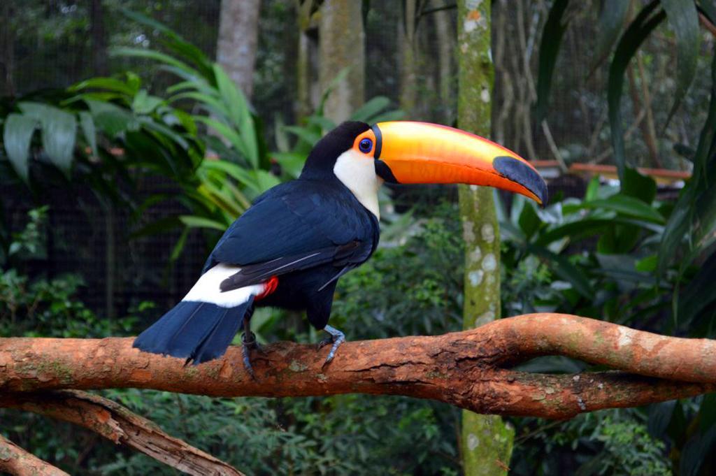 Posada Del Chaman Iguazu Пуэрто-Игуасу Экстерьер фото